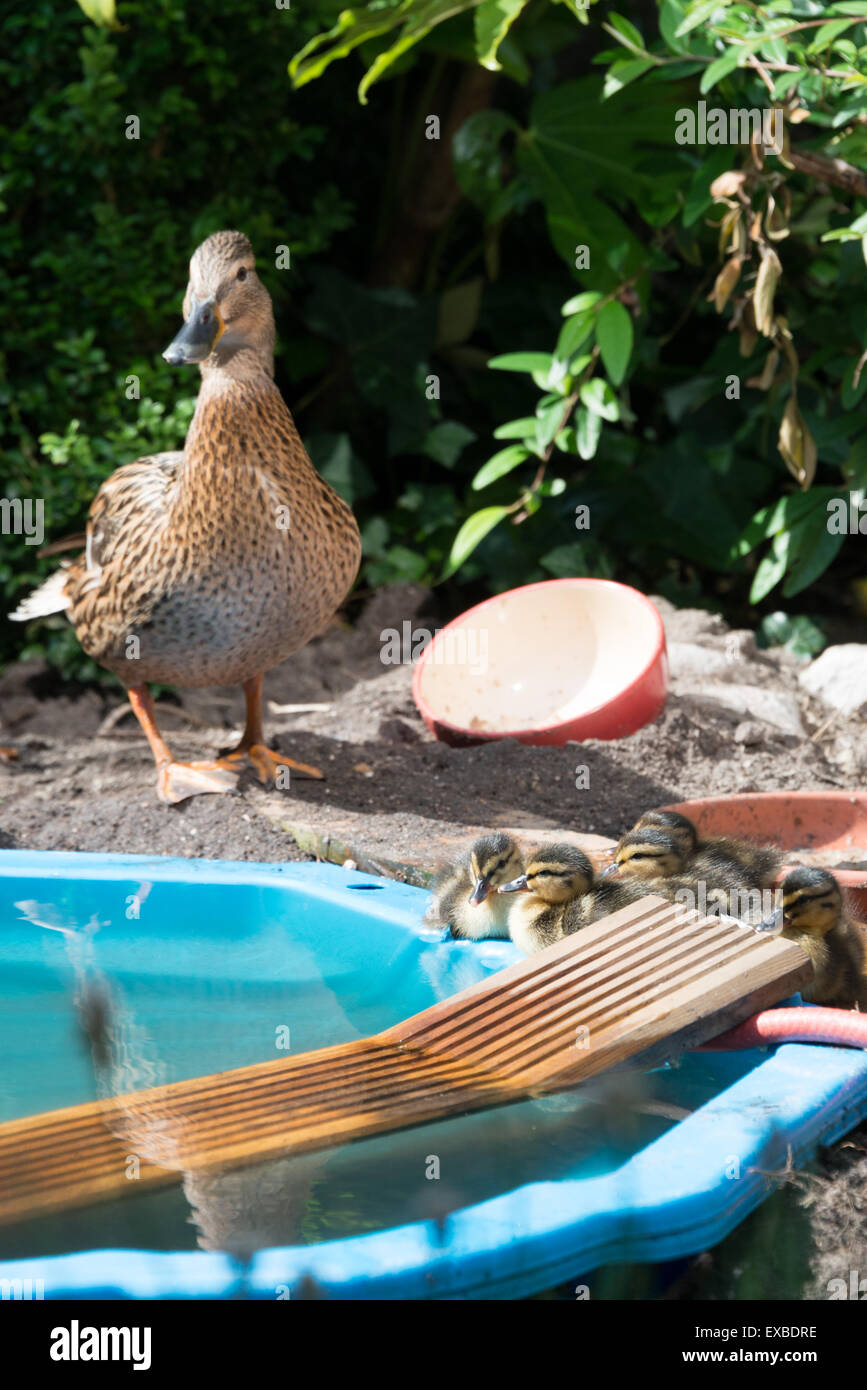 Nacido patos descansar sobre el borde de una piscina para niños con madre  pato vigilante en el fondo Fotografía de stock - Alamy