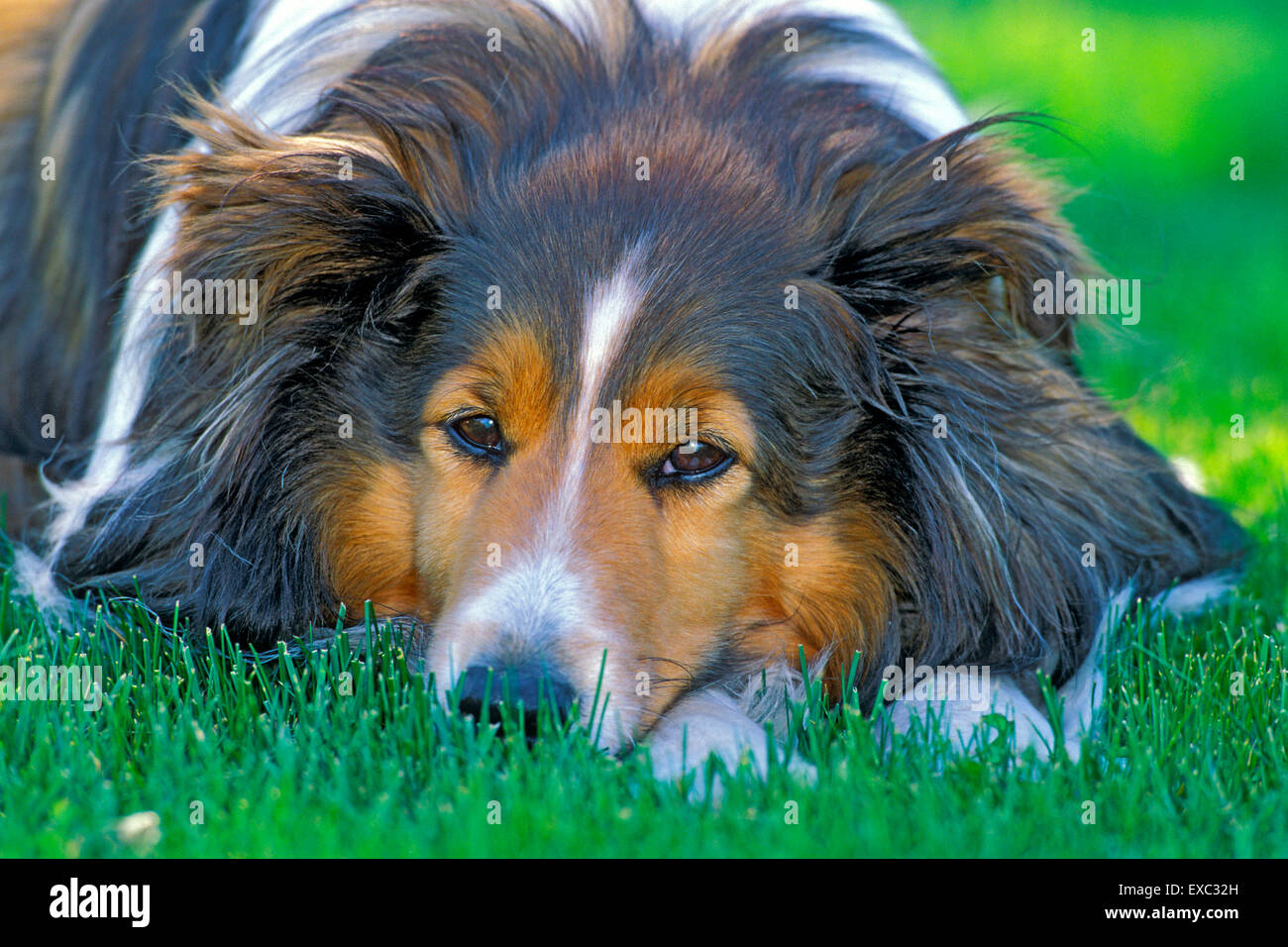 Ovejero Shetland tumbado en la hierba, closeup Foto de stock