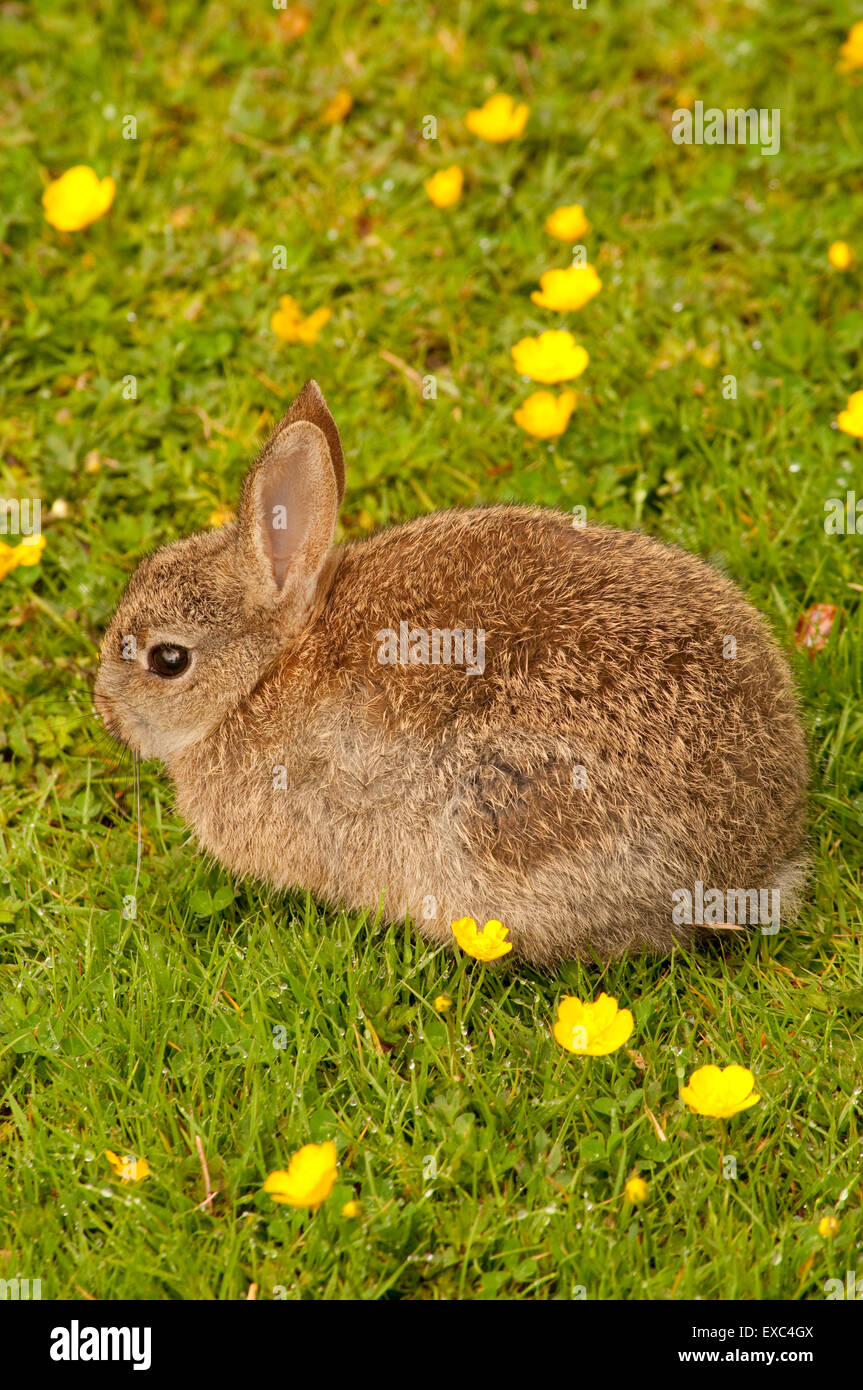 Conejo joven en el campo de Ranúnculos Foto de stock