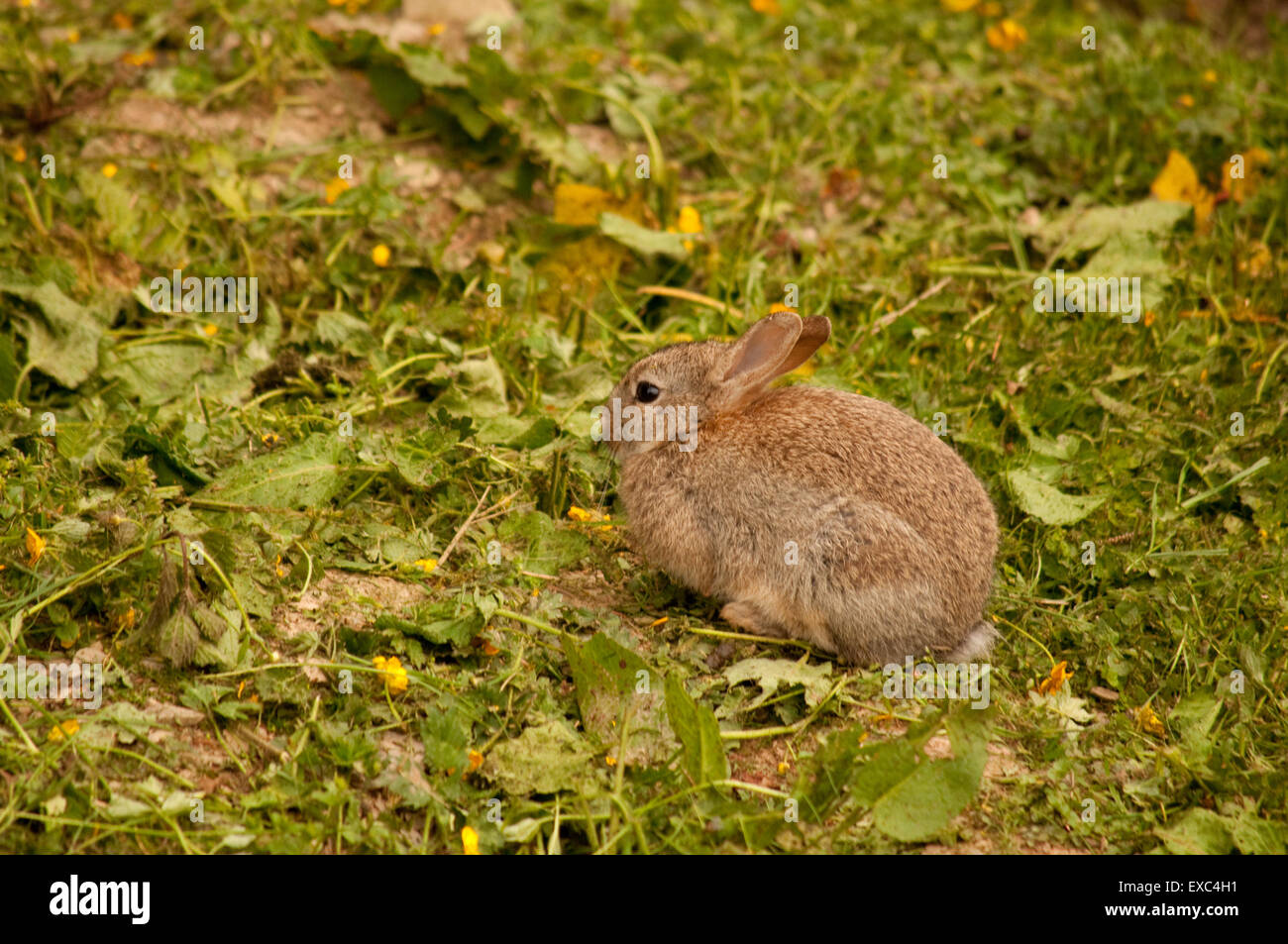 Conejo joven descansando sobre un margen de campo Foto de stock