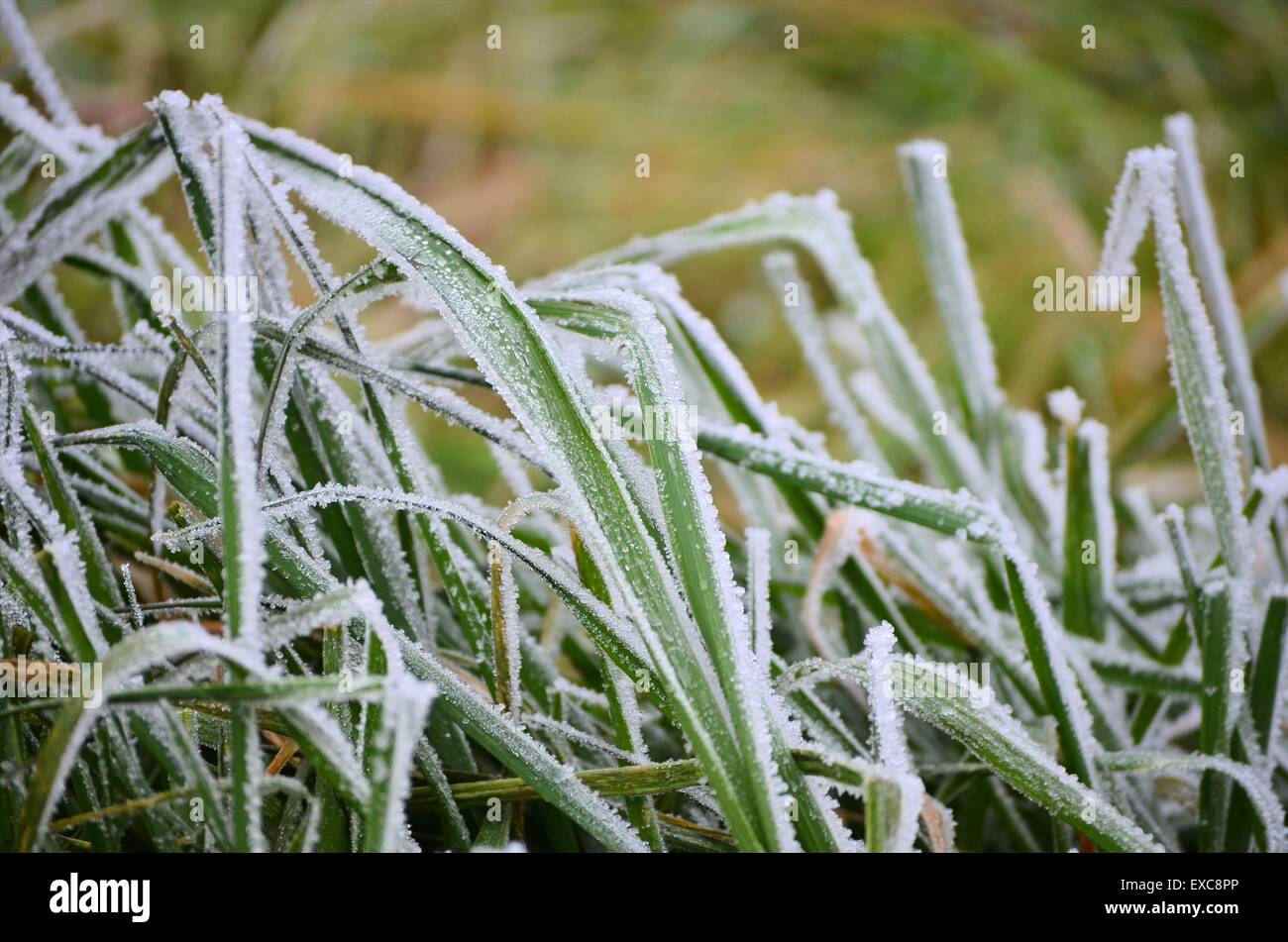 Hierba congelada fotografías e imágenes de alta resolución - Alamy