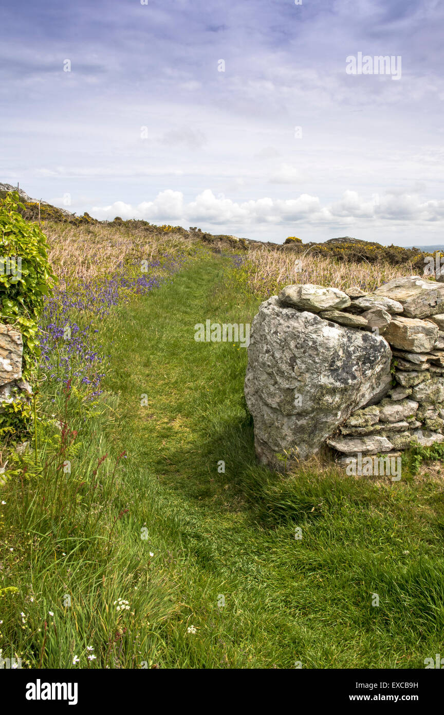 Sendero, Ty Mawr Holyhead. Una ruta a través del sitio de un antiguo asentamiento Foto de stock