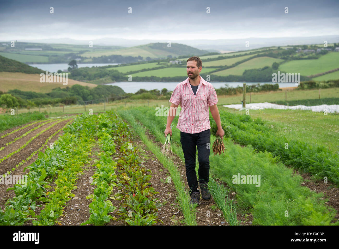 Cultivo de hortalizas y flores fotografías e imágenes de alta resolución - Página 14 - Alamy Cultivo de hortalizas y flores fotografías e imágenes de alta resolución - Página 14 - Alamy