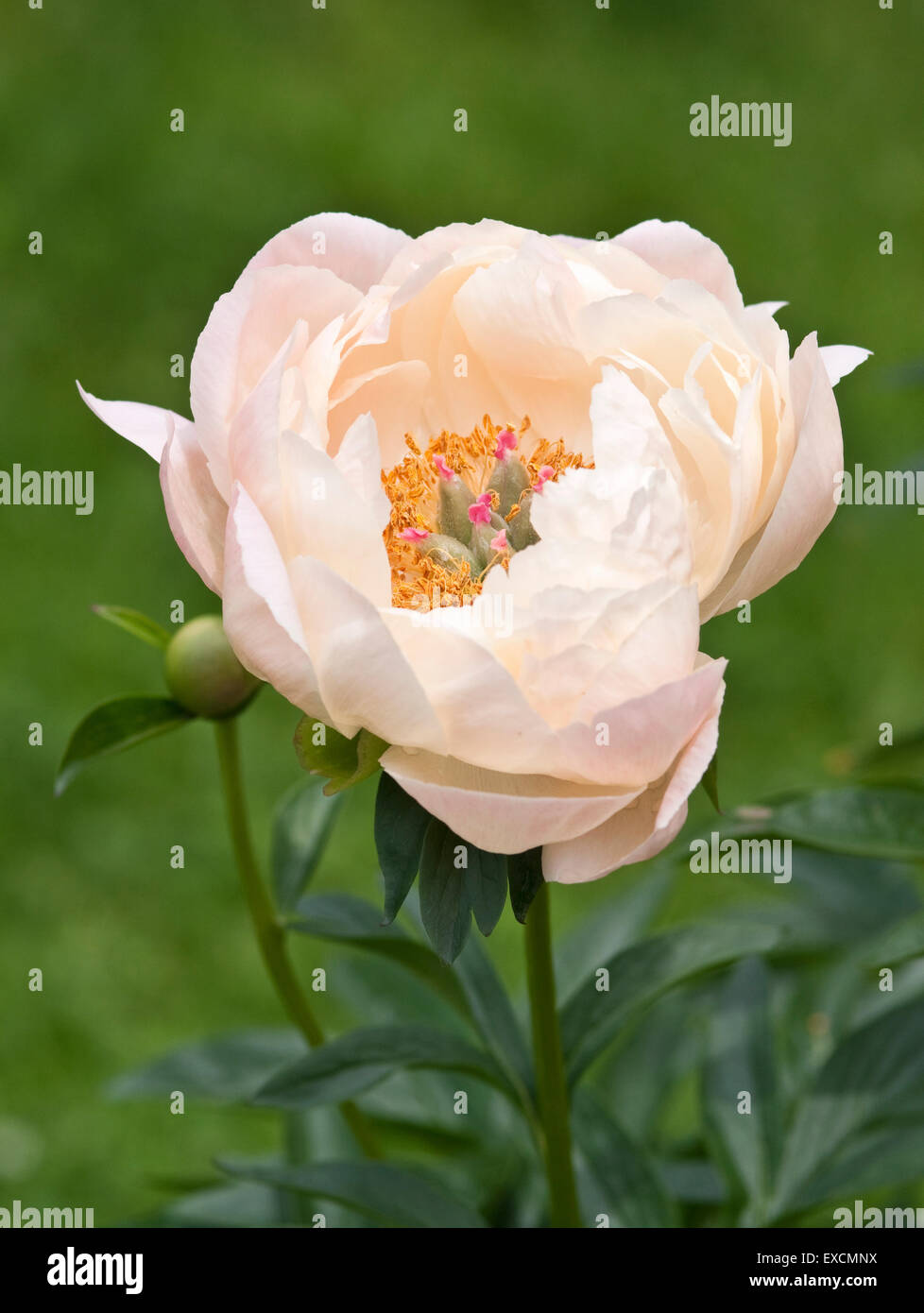 - Peonía Paeonia encanto Coral Foto de stock