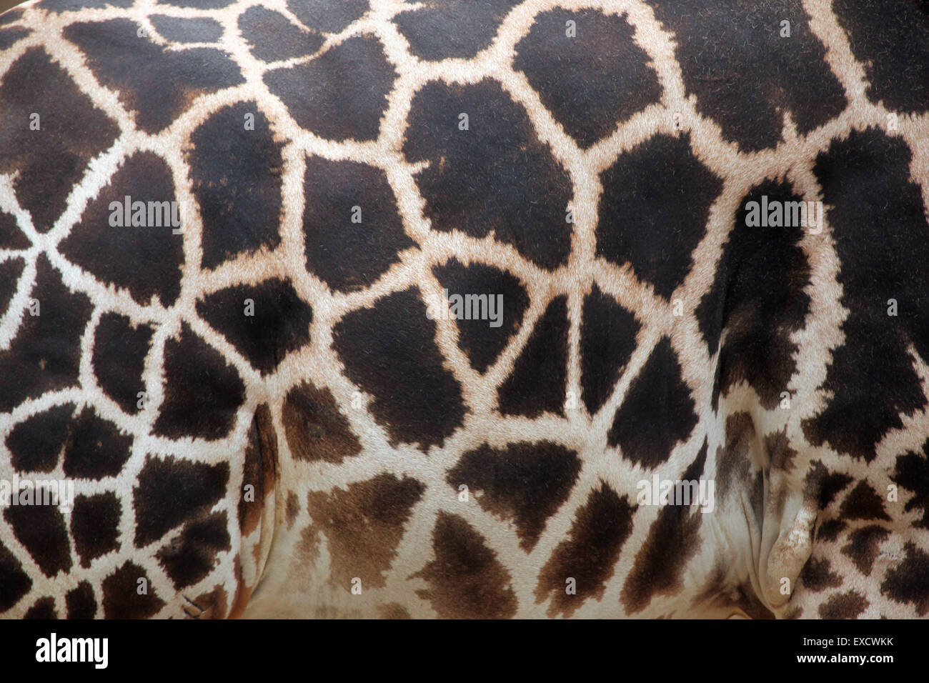 Jirafa de Rothschild (Giraffa camelopardalis rothschildi) la textura de la piel. Foto de stock