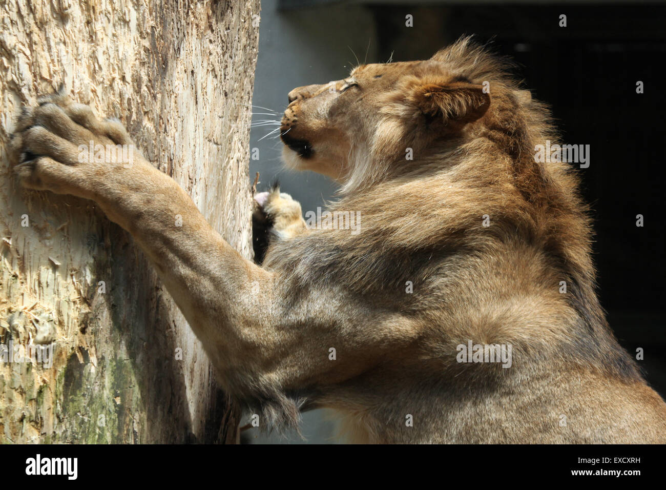 León de Berbería (Panthera leo leo), también conocido como el león de Atlas en el ZOO de Liberec, en Bohemia del Norte, República Checa. Foto de stock