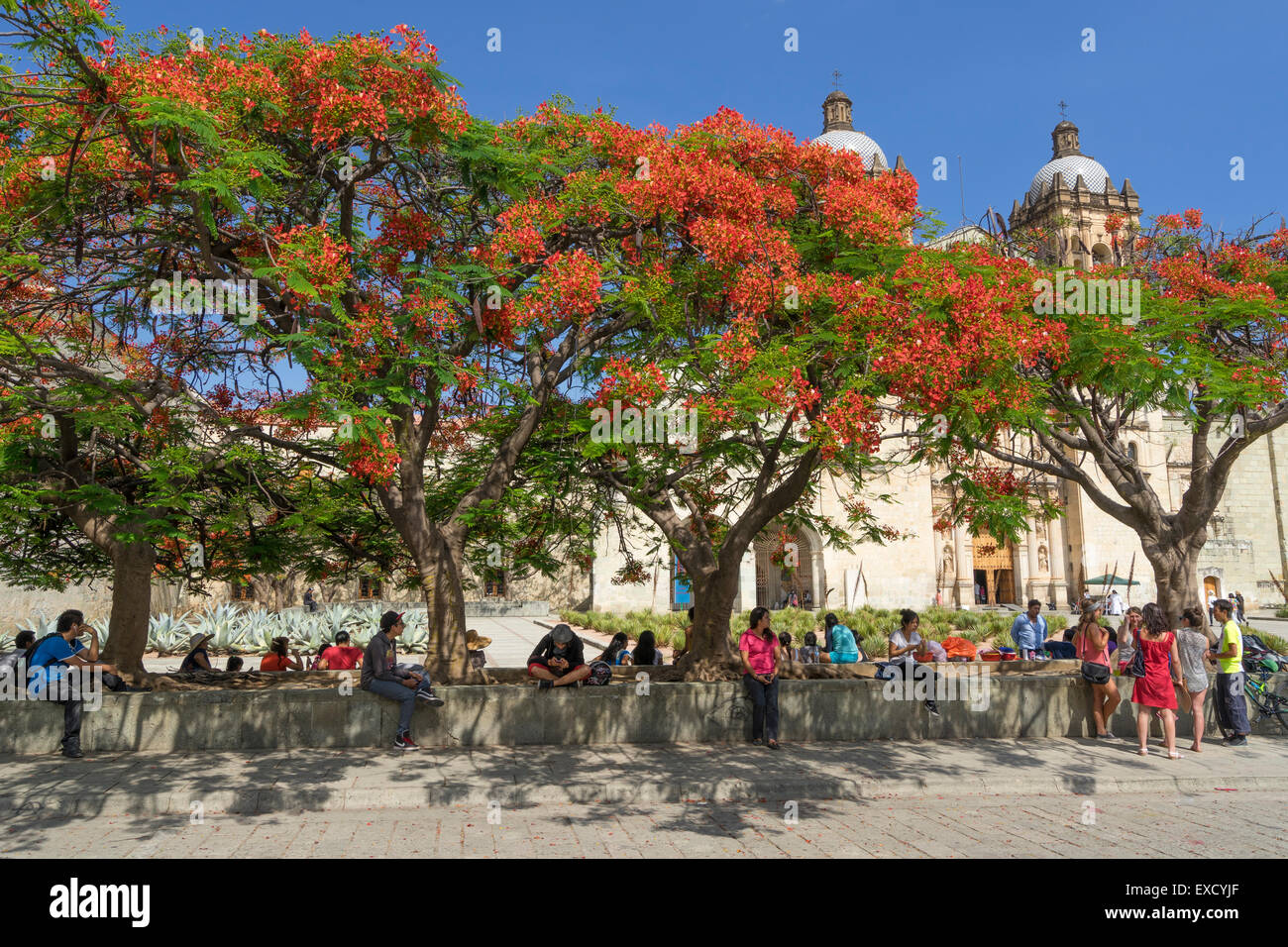 La gente descansando en la sombra de los árboles delante de la Iglesia de Santo Domingo en Oaxaca México Foto de stock