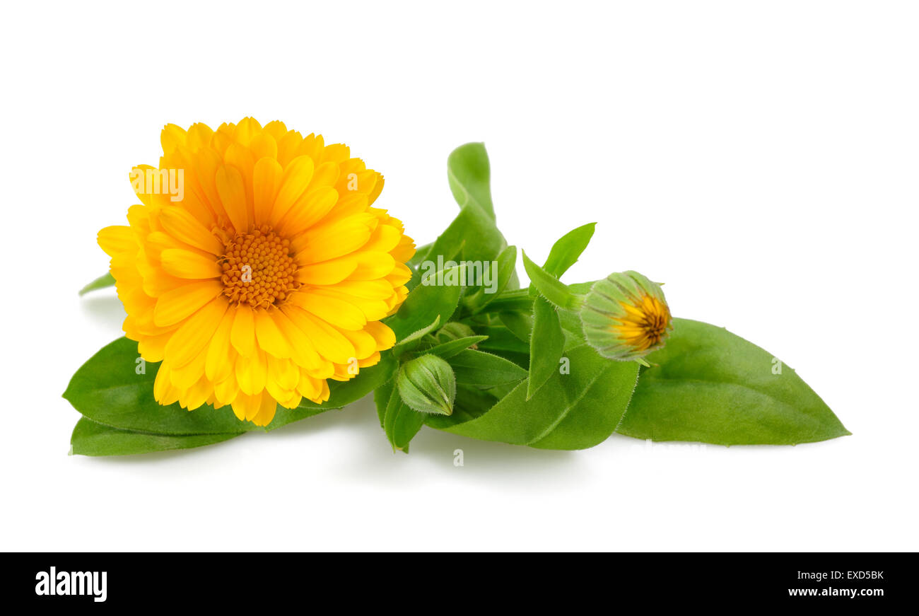 La caléndula. Flores de caléndula con hojas aislado en blanco Foto de stock