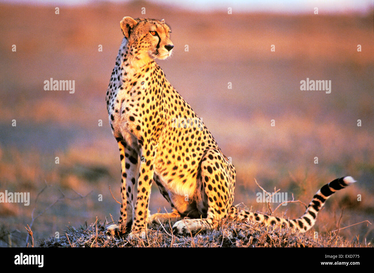 Cheetah sentado en Savannah en horas de la tarde la luz del sol Foto de stock