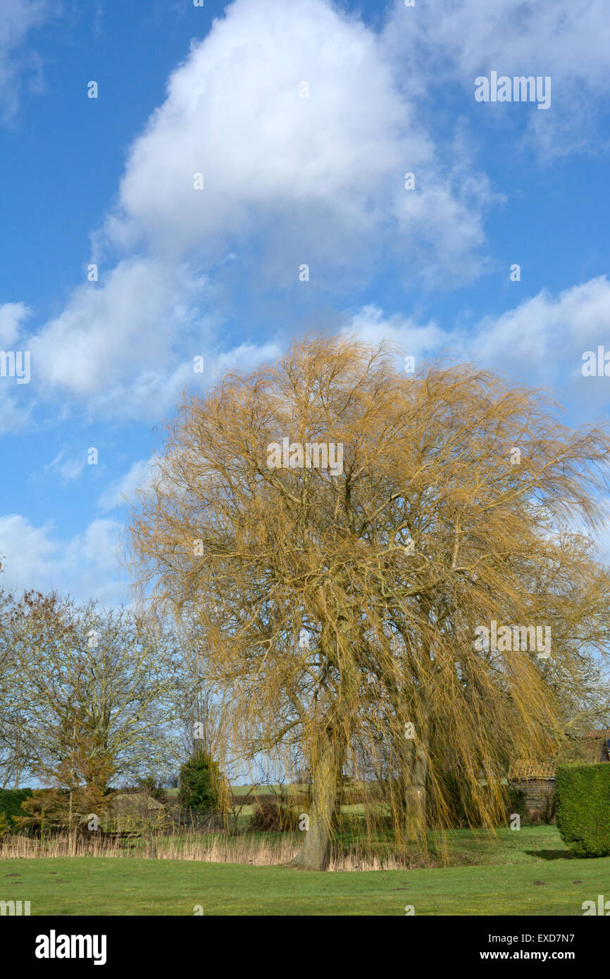 árbol de sauce llorón de oro fotografías e imágenes de alta resolución Alamy