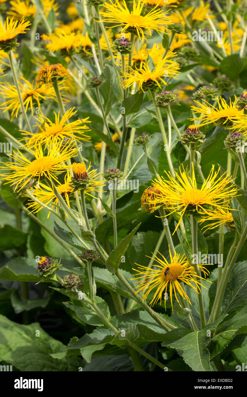 Julio flores del gigante amarillo daisy, Inula magnifica Foto de stock
