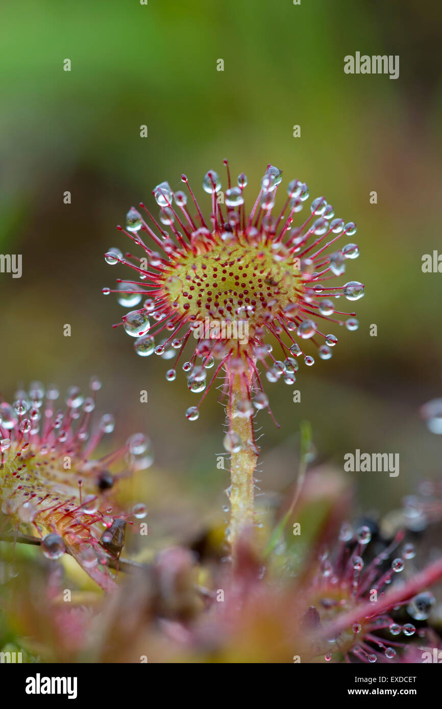 Ronda dejados Sundew Drosera rotundifolia; hojas con pelos; Northumberland; UK Foto de stock