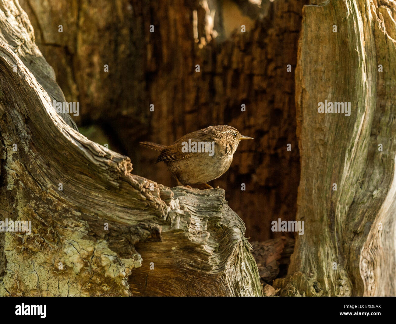 British Wren representado una pose sobre un tocón de árbol de madera