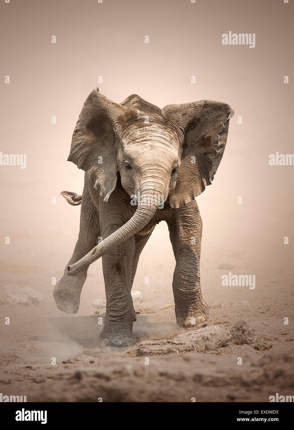 Bebé elefante (Loxodonta Africana) simulacros de carga - Parque Nacional de Etosha (Namibia). Foto de stock