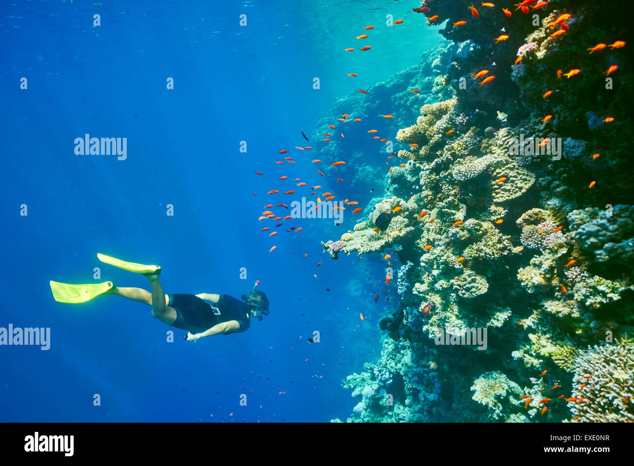 Mar Rojo, Egipto - mujer buceo submarino, arrecifes de coral, cerca de Blue Hole Dahab Foto de stock