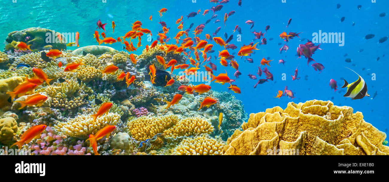 Mar Rojo, Egipto - vista submarina en el arrecife de coral y peces Foto de stock