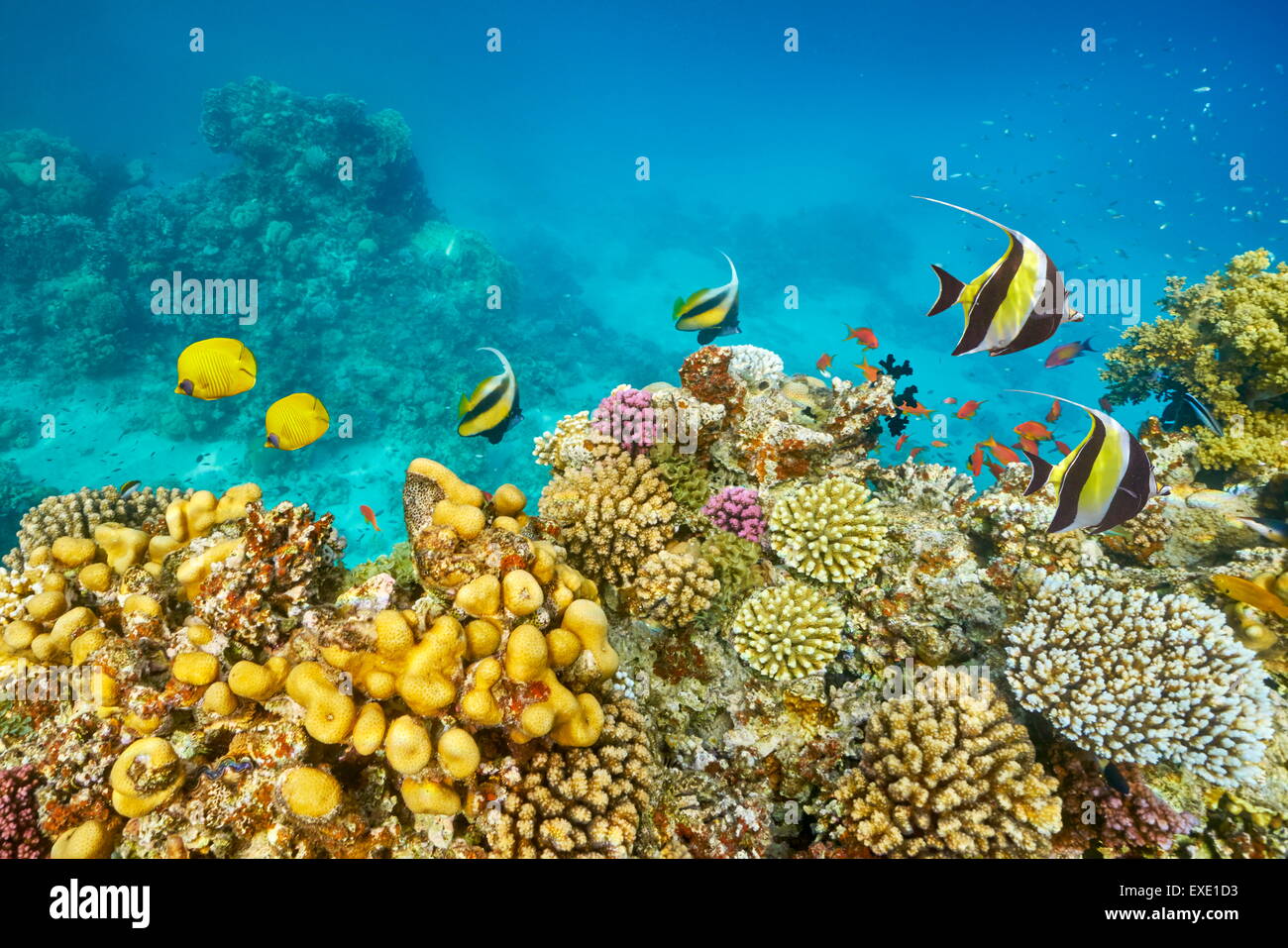 Mar Rojo Submarinismo - imagen de peces en el arrecife de coral, Marsa Alam, Egipto Foto de stock