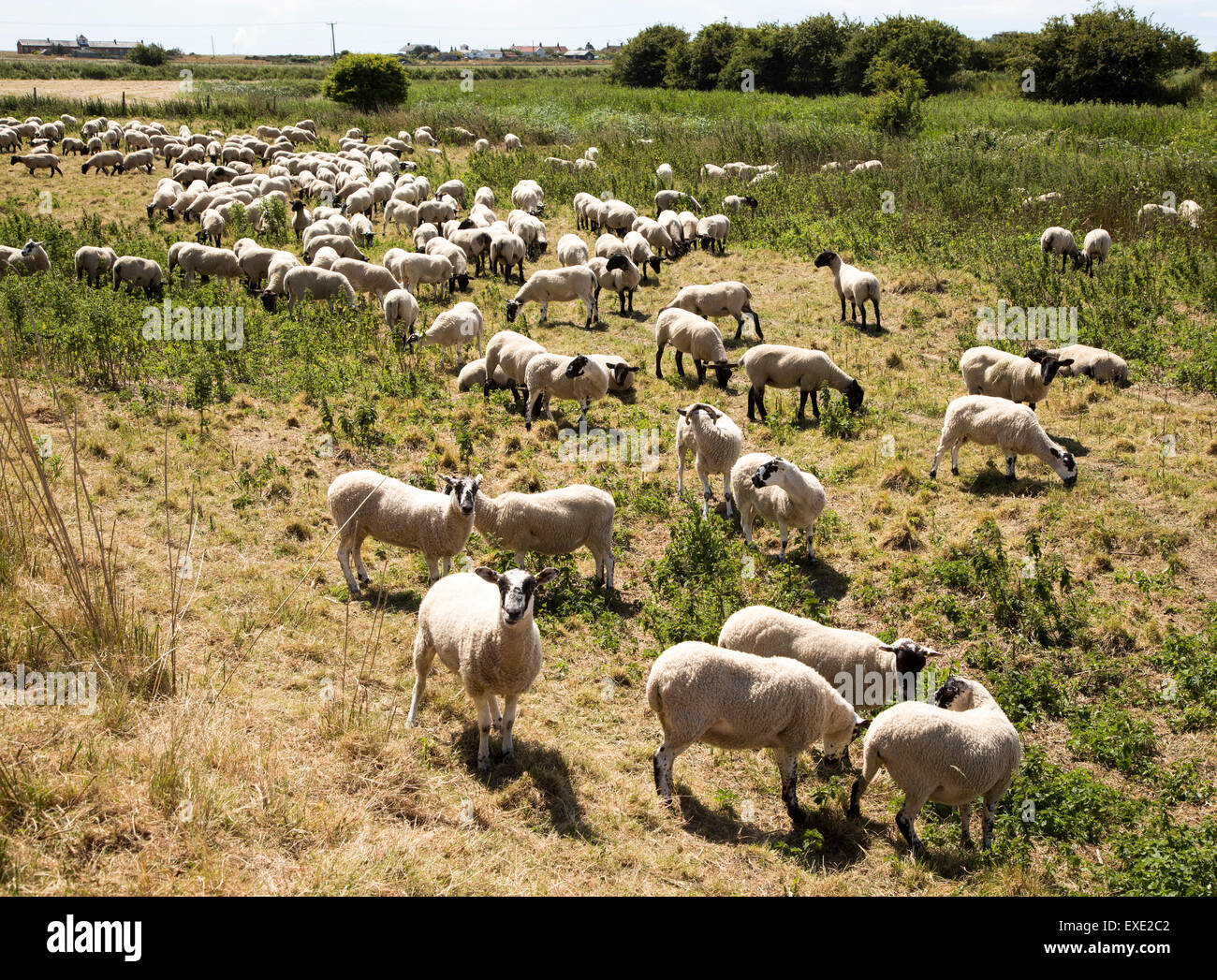 Rebaño de ovejas que pastan en las marismas, Oxley Hollesley, Suffolk, Inglaterra, Reino Unido. Foto de stock