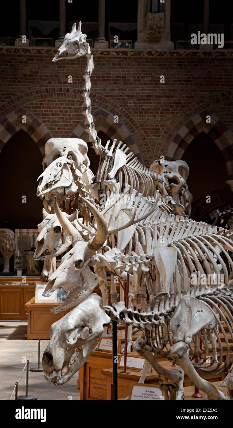 Esqueletos de mamíferos en exhibición en el Museo de Historia Natural de Oxford Foto de stock