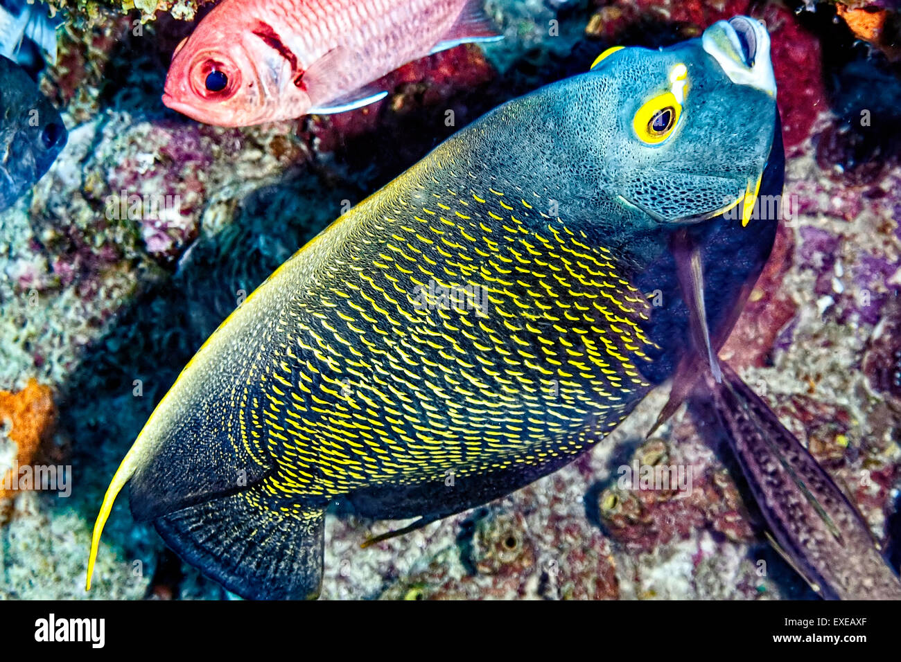 El pez ángel francés y Seargentfish en Bari's Reef, Bonaire Foto de stock