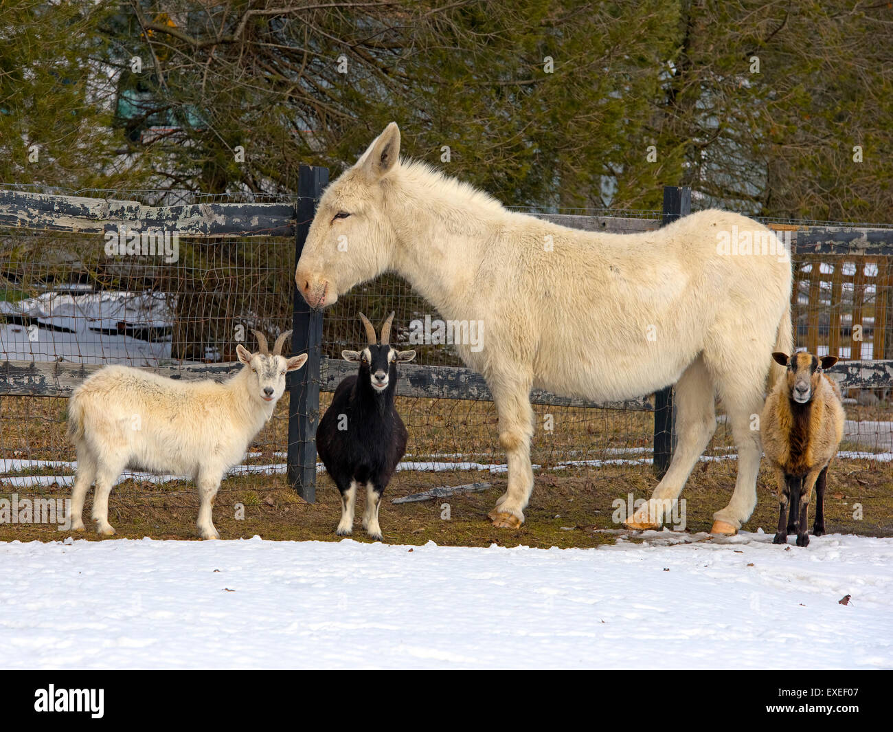 Dos machos cabríos, una mula y una OVEJA Oveja de pie en la nieve. Foto de stock
