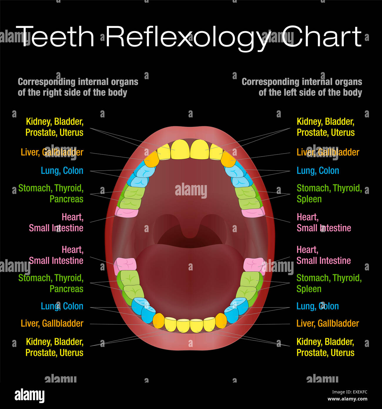 Dientes reflexología chart - alternativas de cuidado de la salud dental de los dientes permanentes y sus correspondientes órganos internos. Foto de stock