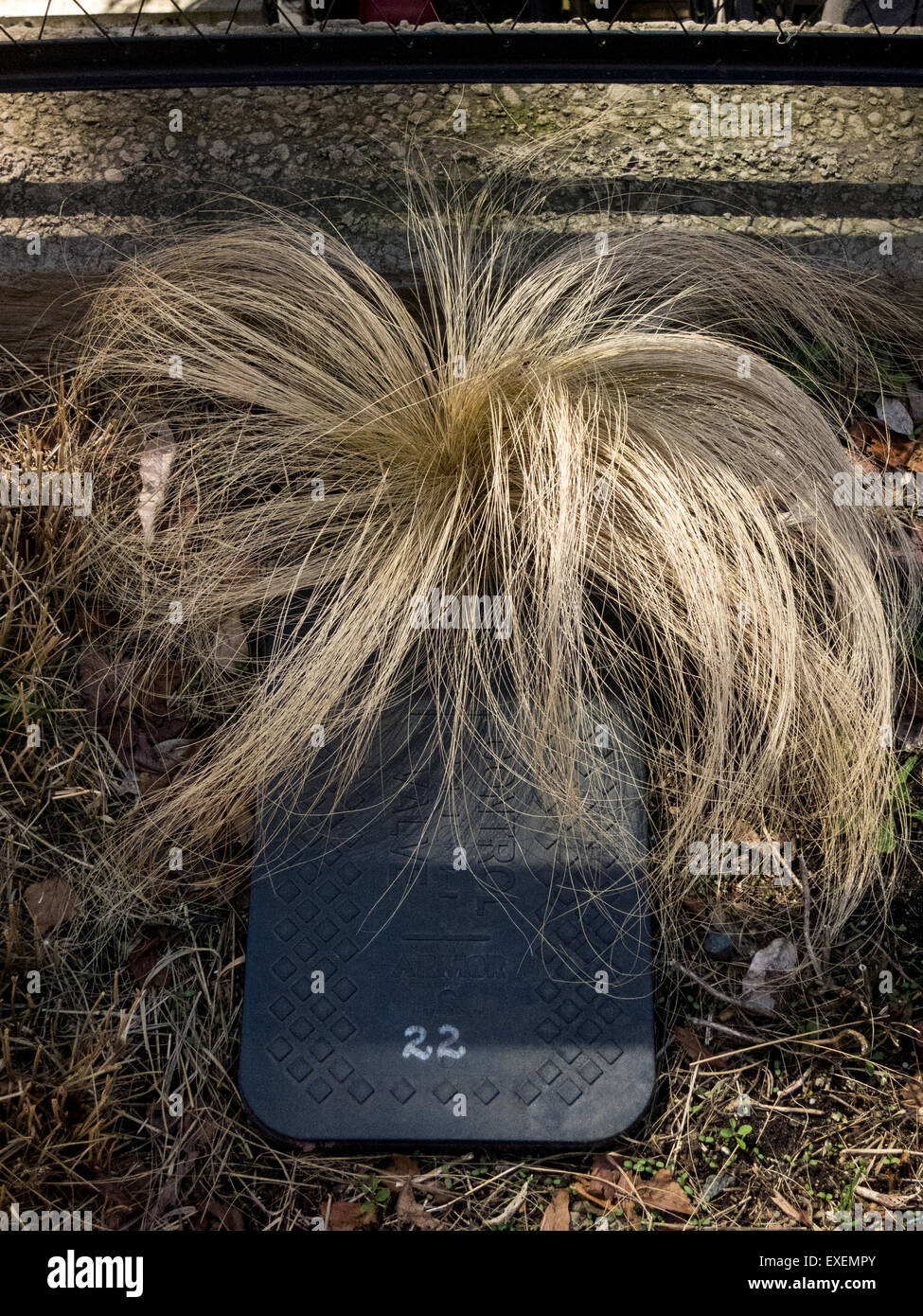 Bushy césped que crece como un corte de pelo ingobernable en la High Line de Nueva York Park Foto de stock