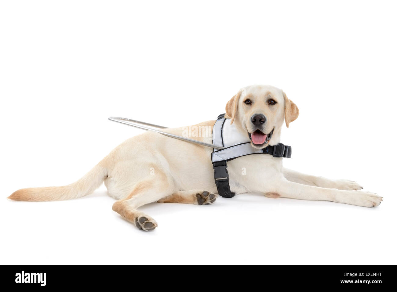 Perro guía para los ciegos recorte aislado sobre fondo blanco. Foto de stock