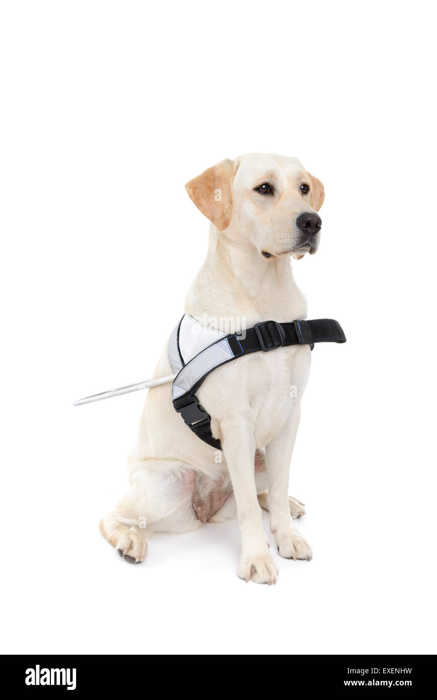 Perro guía para los ciegos recorte aislado sobre fondo blanco. Foto de stock