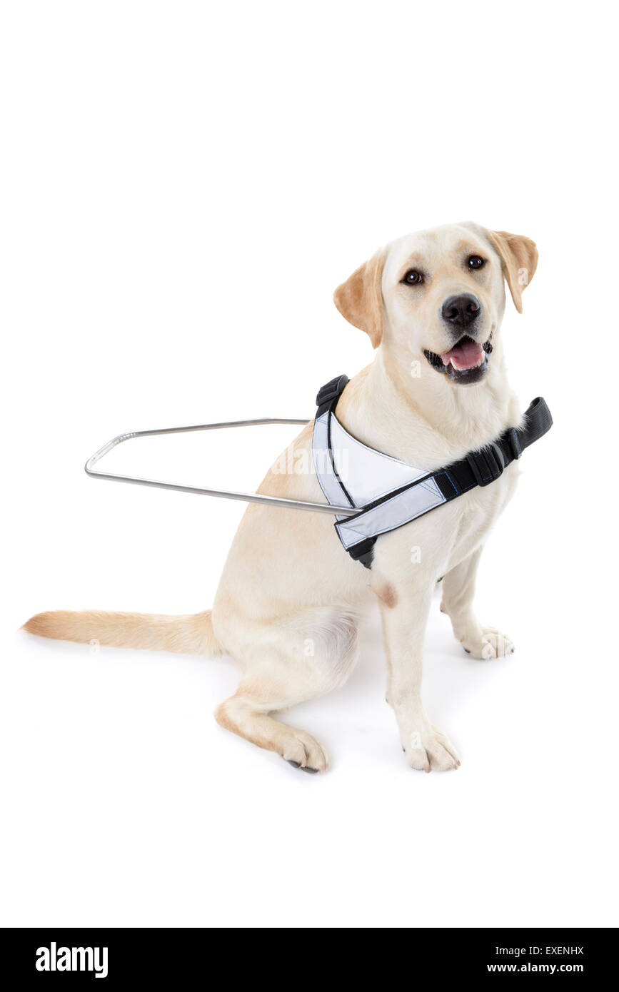 Perro guía para los ciegos recorte aislado sobre fondo blanco. Foto de stock
