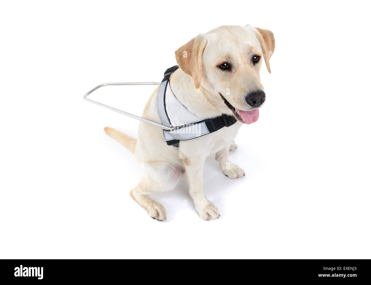 Perro guía para los ciegos recorte aislado sobre fondo blanco. Foto de stock