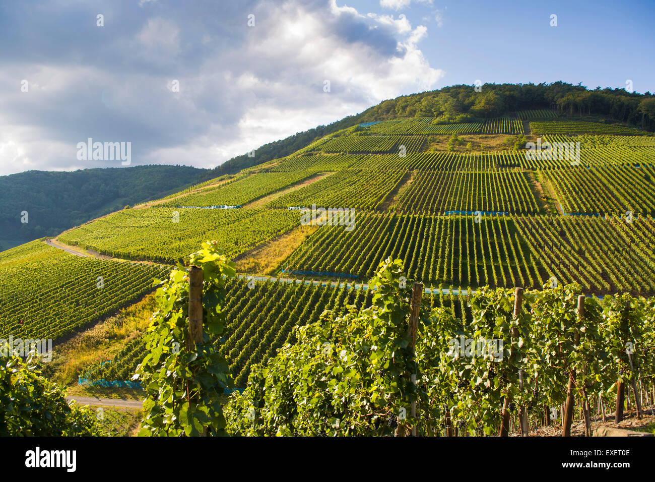En Europa, Alemania, Renania-Palatinado, región de Eifel, viñedos cerca de Mayschoss en el río Ahr. Europa, Deutschland, Rheinland- Foto de stock