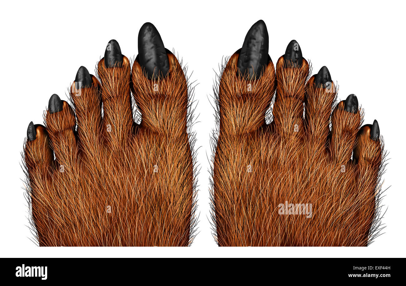 Pies de lobo como una criatura espeluznante para halloween o scary símbolo con textura y textura peluda piel de pie con el lobo maldito monstruo dedos sobre un fondo blanco. Foto de stock