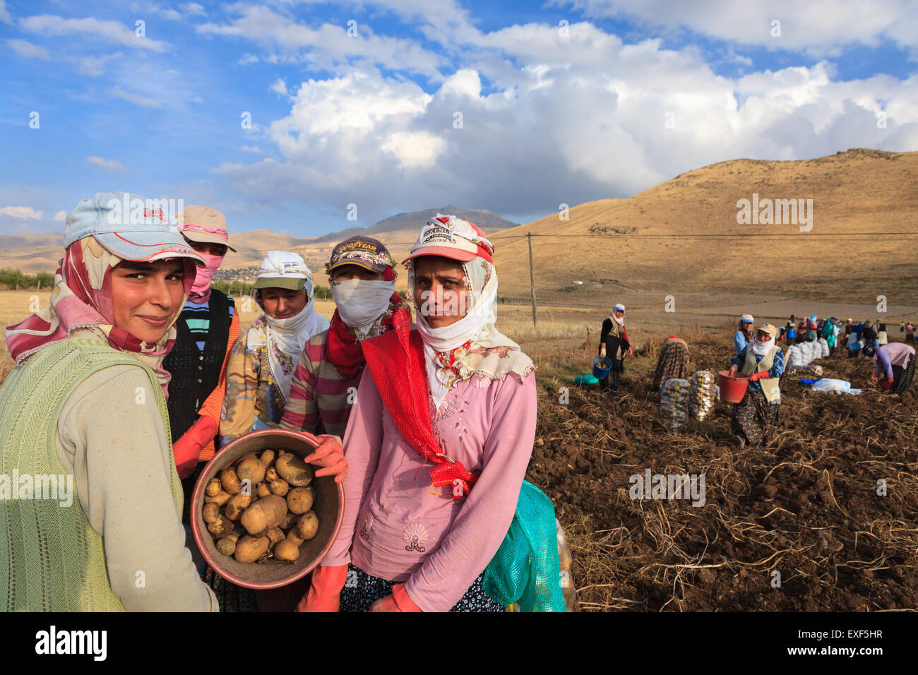 Las mujeres y los hombres la cosecha de patatas en el campo como un trabajador de temporada en el sector agrícola en Anatolia, Turquía Foto de stock