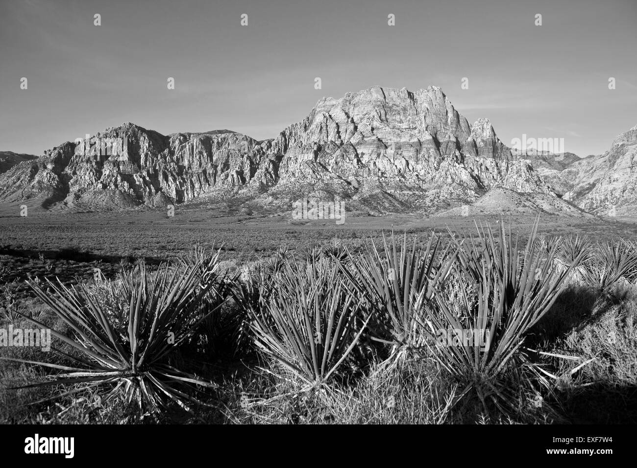 Roca arenisca roja Nevada y yucas en la cálida luz temprano por la mañana. Foto de stock