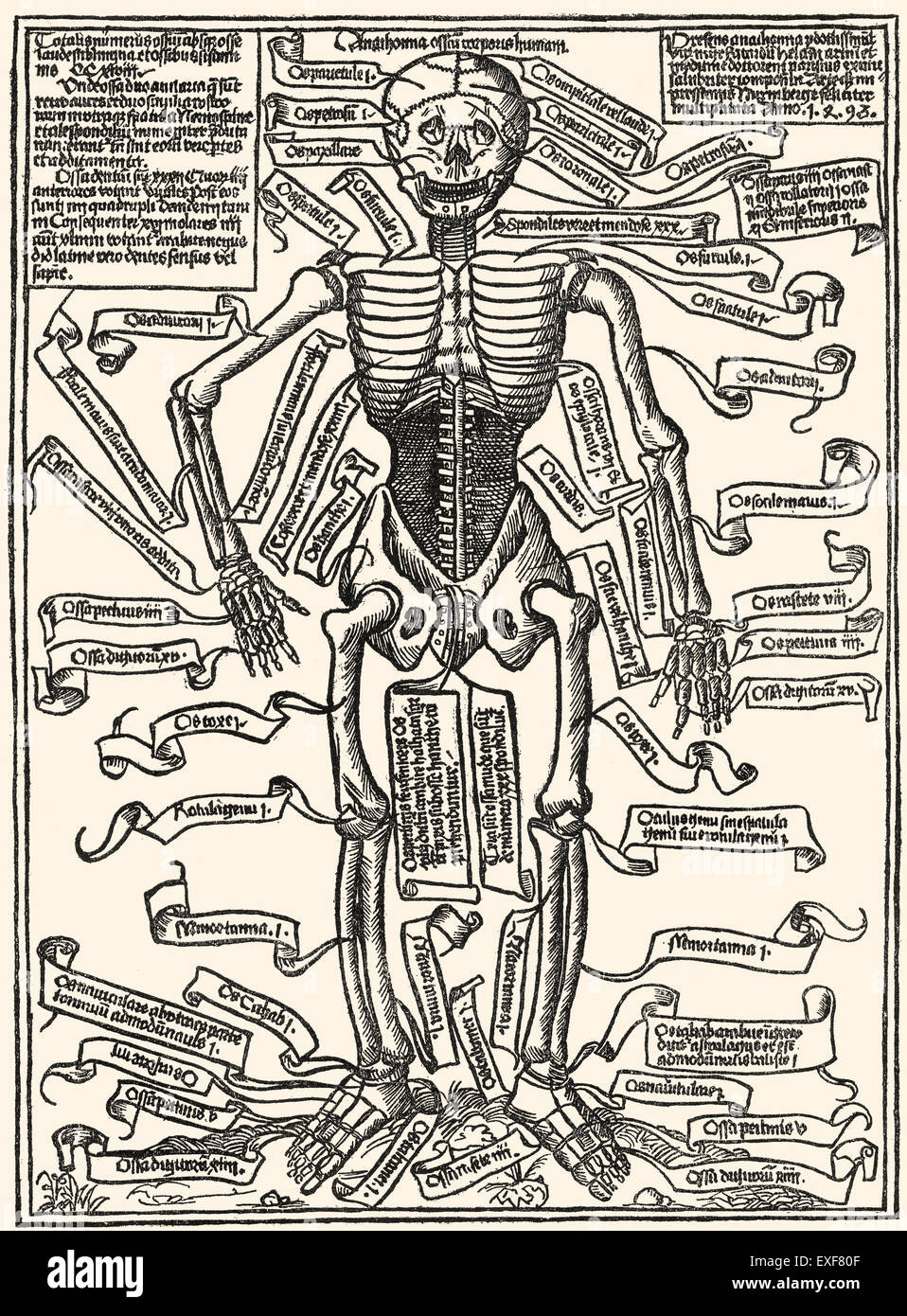 Placa del esqueleto humano, xilografía de Anatomia Assium Corporis Humani 1493, por Richard Helain o Ricardus Hela, Nuremberg, Germen Foto de stock