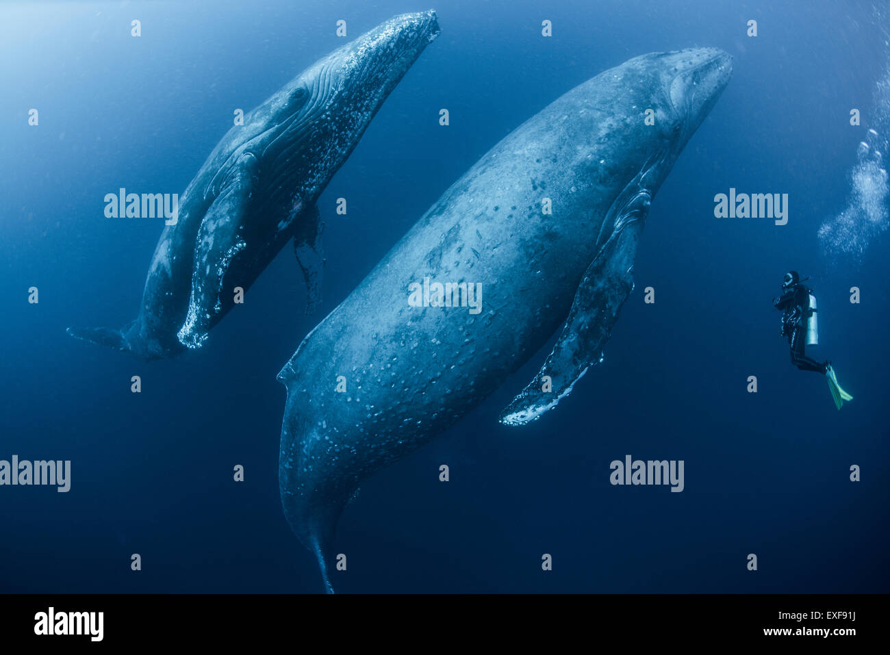 Scuba Diver enfoques adulto femenino de la ballena jorobada y joven acompañante masculino, Roca Partida, Revillagigedo, México Foto de stock