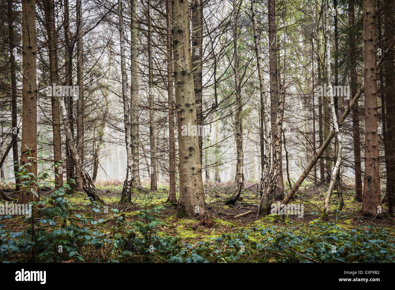 Bosque de Wyre, Reino Unido Foto de stock
