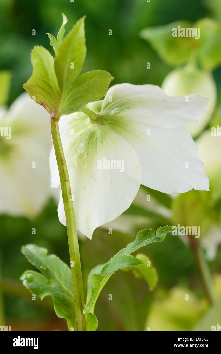 Helleborus x hybridus "bastante Ellen White' Hellebore atrás de flor de febrero Foto de stock