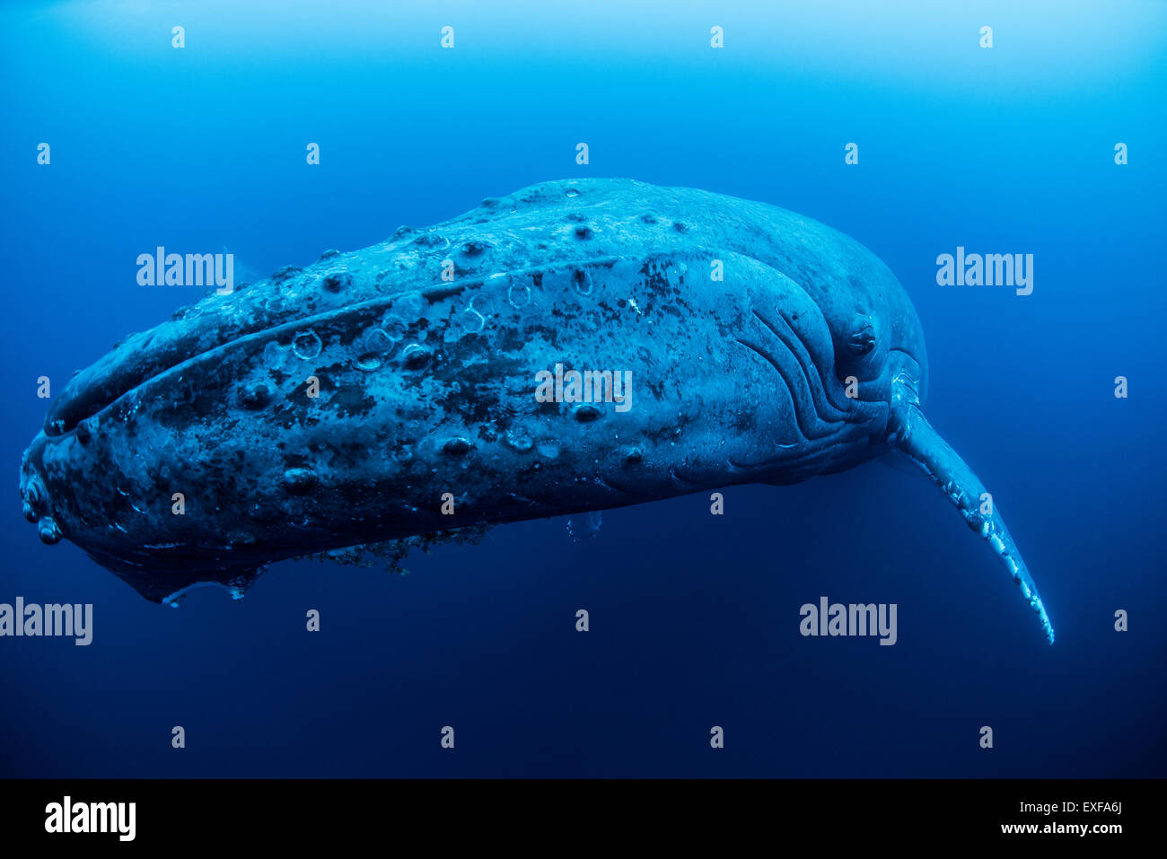 Una ballena jorobada hembra descansando en las profundidades de la isla Roca Partida, México Foto de stock
