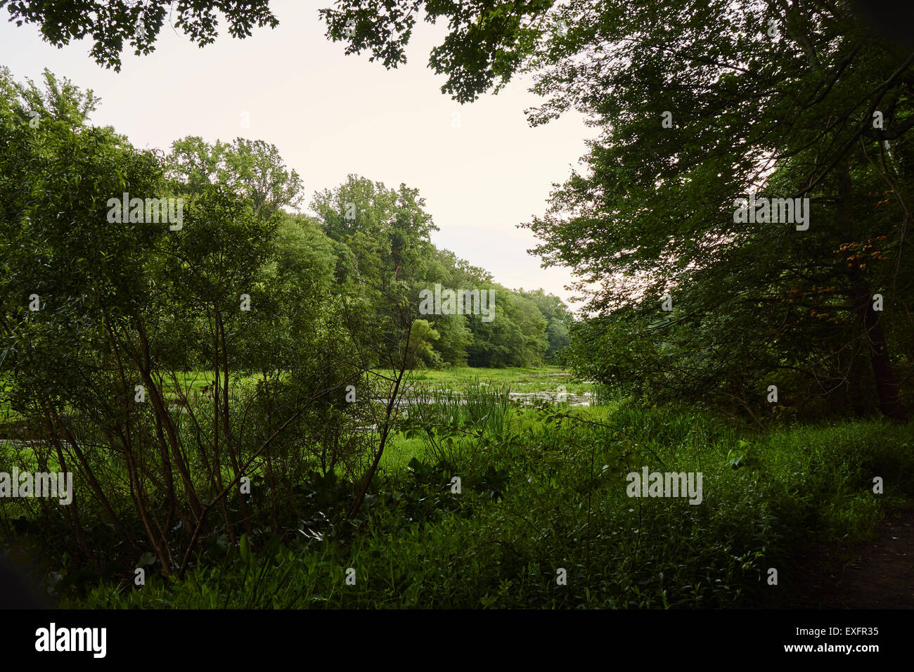 Los humedales Watchung Reservation cumbre, Union County, New Jersey, EE.UU. Foto de stock