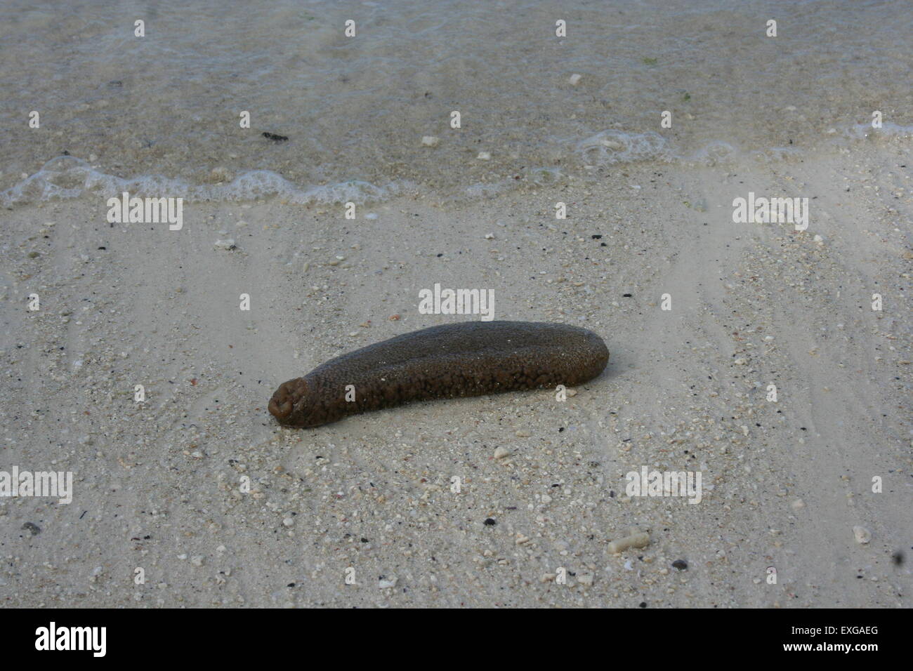 Criatura marina encontrados en Belle Mare en Mauricio Foto de stock