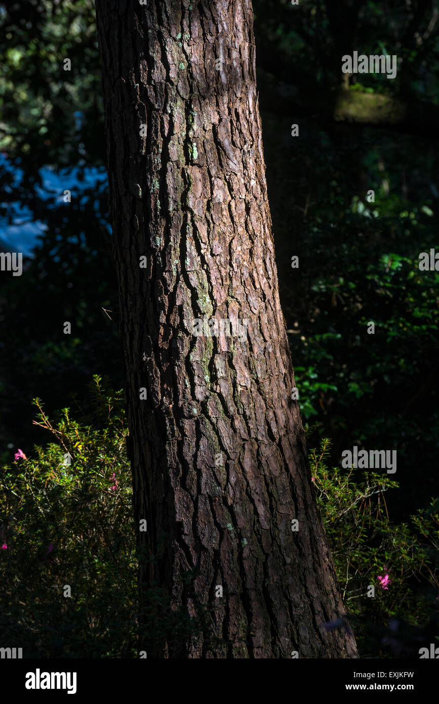Pinos Loblolly tronco de árbol en el Jardín Botánico Kanapaha en