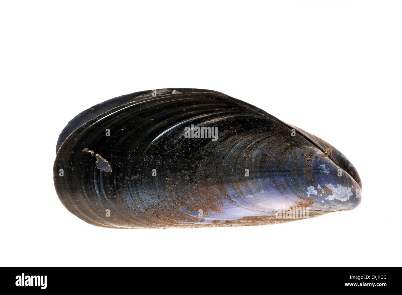 Mejillón común / conchas de mejillones azules (Mytilus edulis) sobre fondo blanco. Foto de stock