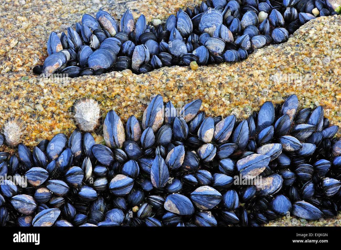 Cama de común expuesto / Azul mejillones (Mytilus edulis) sobre roca con marea baja. Foto de stock