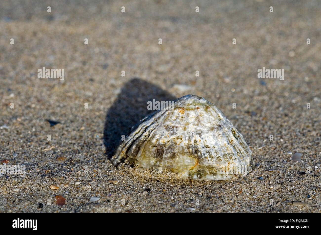 Limpet común / common limpet europeo (Patella vulgata) arrastrado en la playa Foto de stock