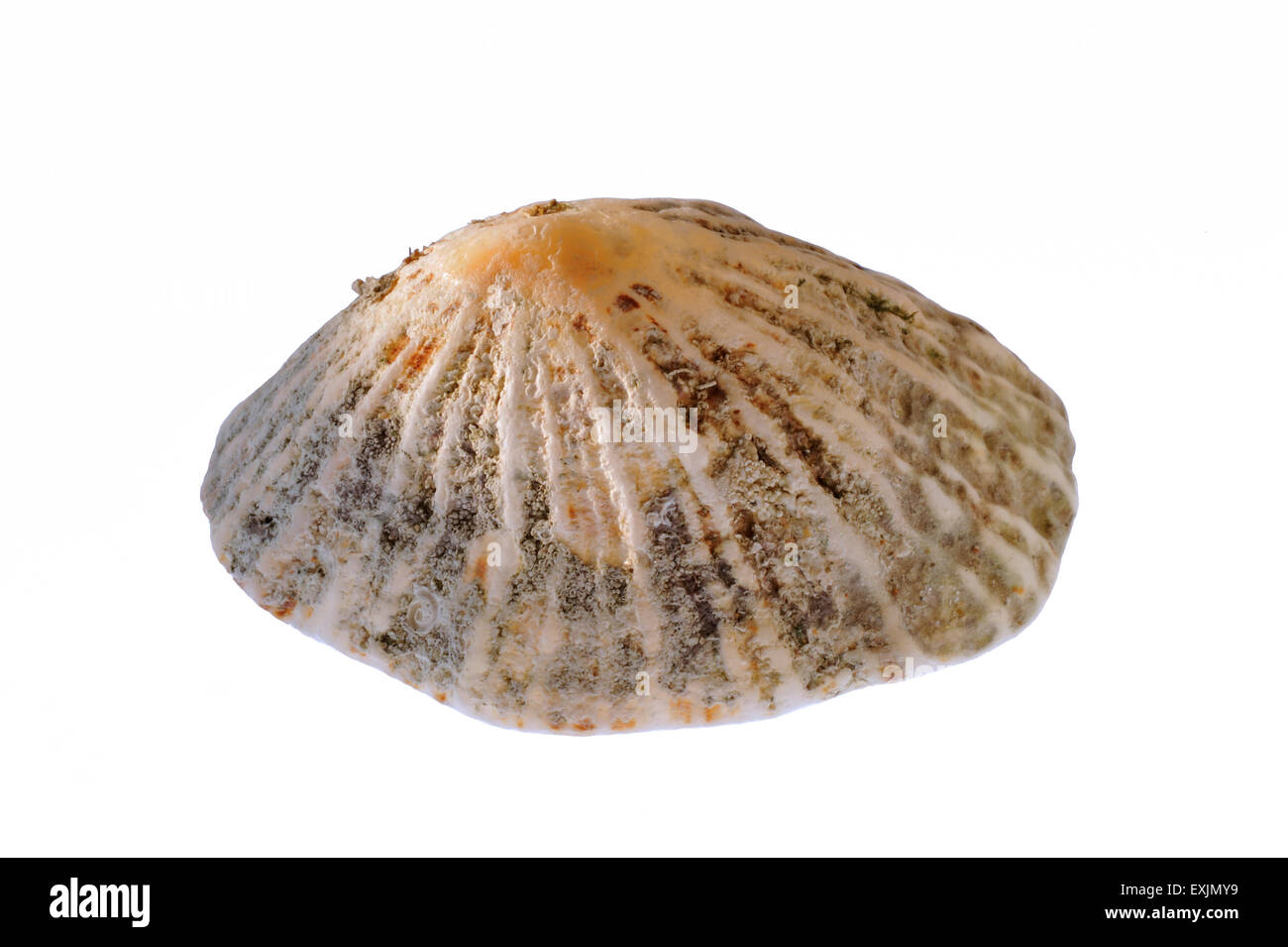 Limpet común / common limpet europeo (Patella vulgata) shell sobre fondo blanco. Foto de stock