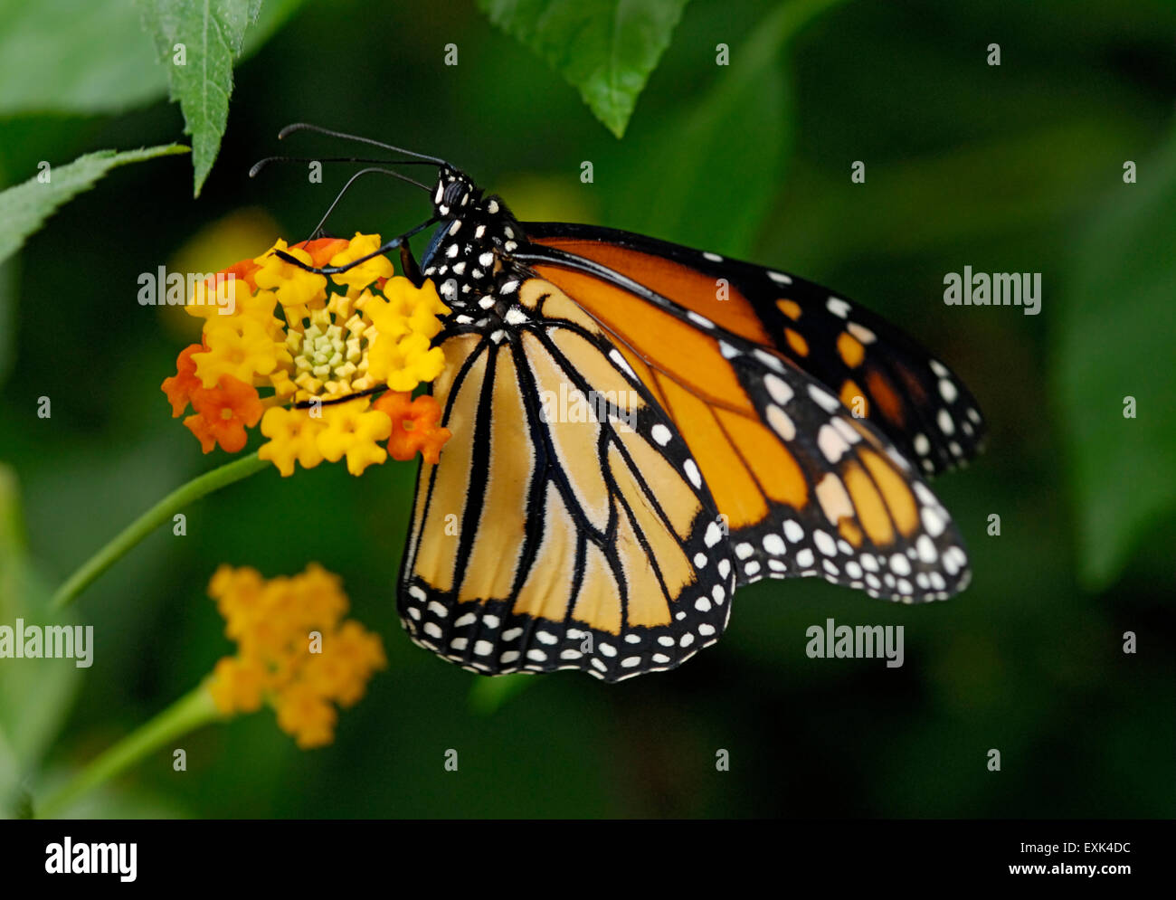 Mariposa Monarca, Danaus plexippus, alimentándose de Lantana sp. flor de las mariposas proboscis es visto extendiendo en la flor Foto de stock