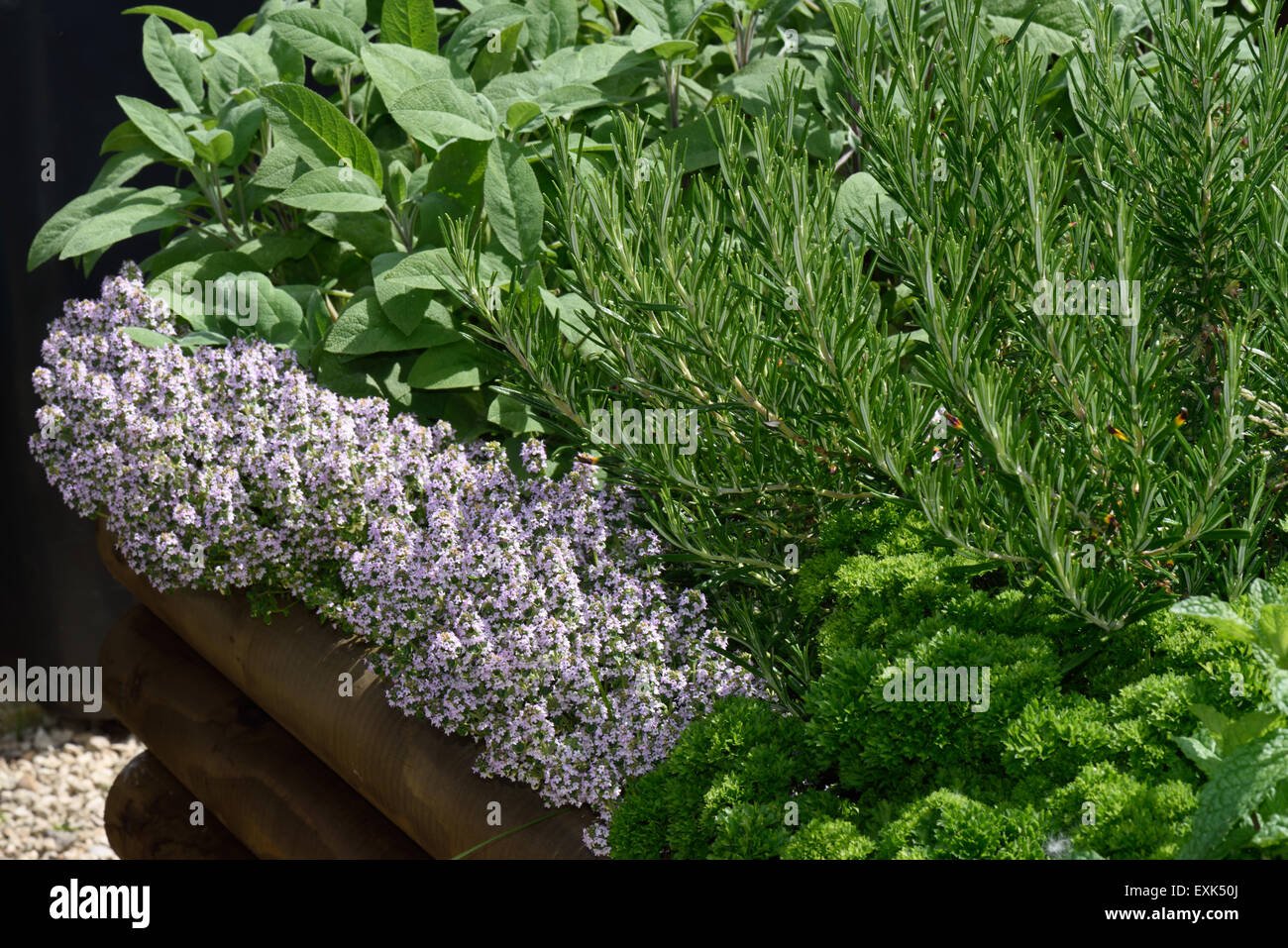 Cama levantada de hierbas culinarias, menta, perejil de hoja rizada, romero, tomillo y Salvia (floración) para su uso en la cocina Foto de stock
