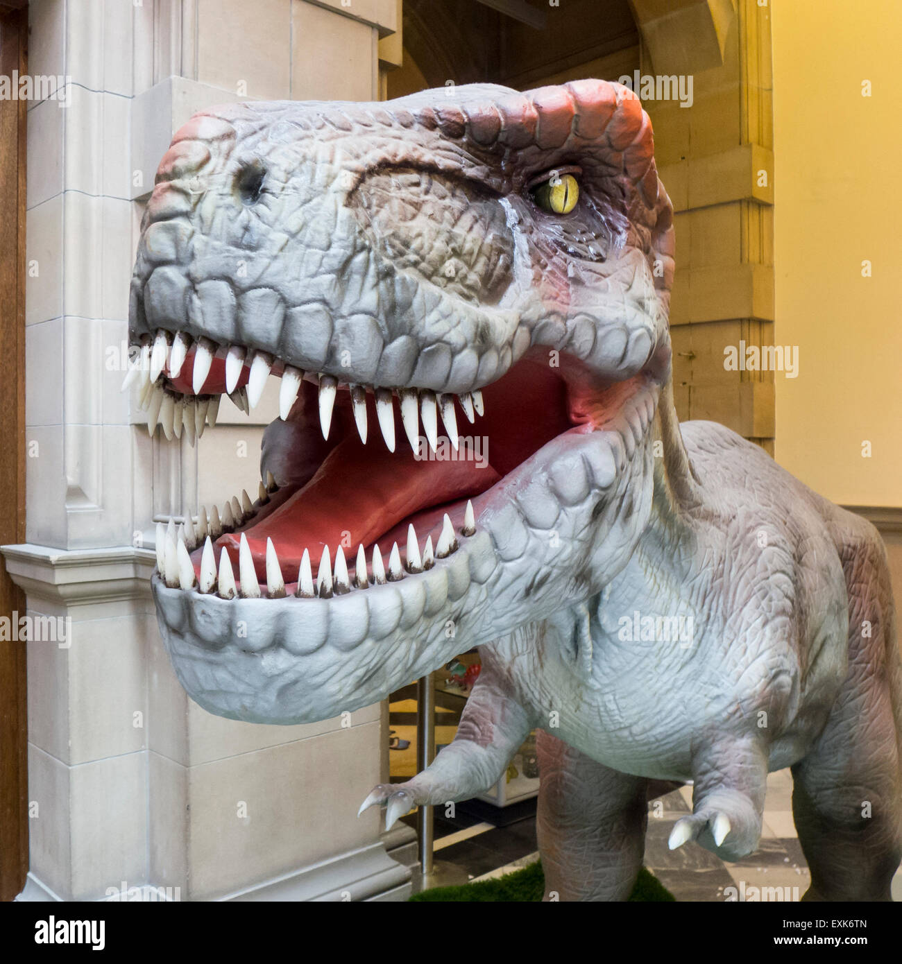 Tyrannosaurus rex en el Museo Kelvingrove en Glasgow Foto de stock